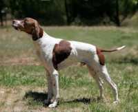 POINTER INGLÊS